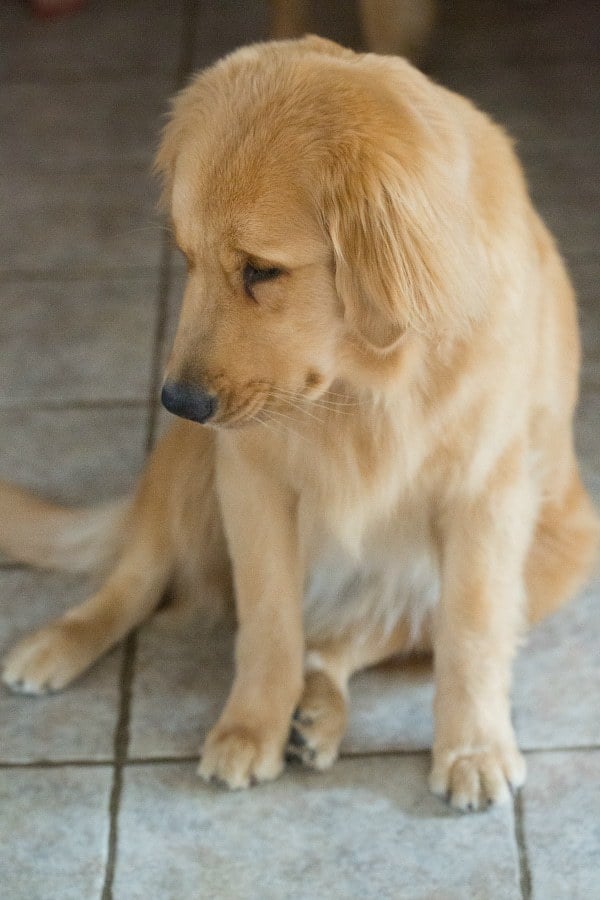 Duke - 11 months old!