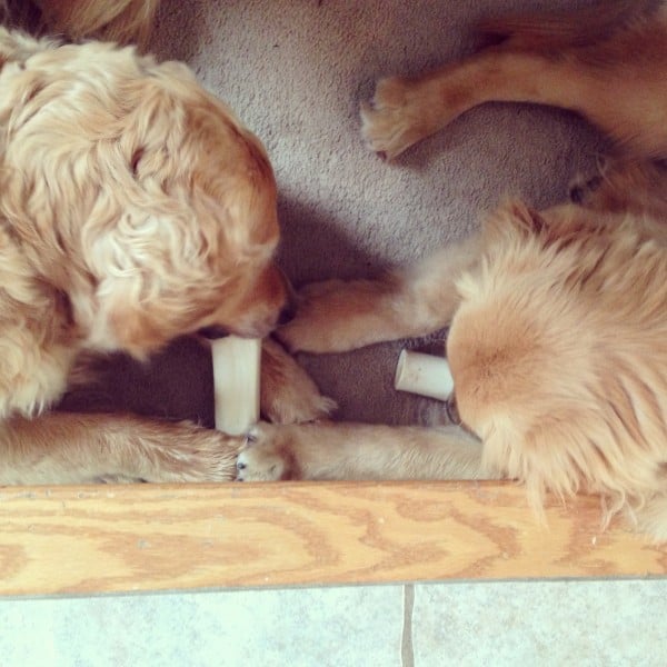 Einstein and Duke chewing rawhides together