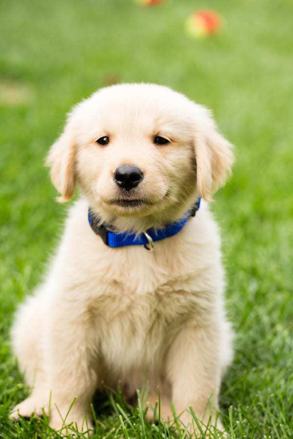 Duke 2 days after coming home!