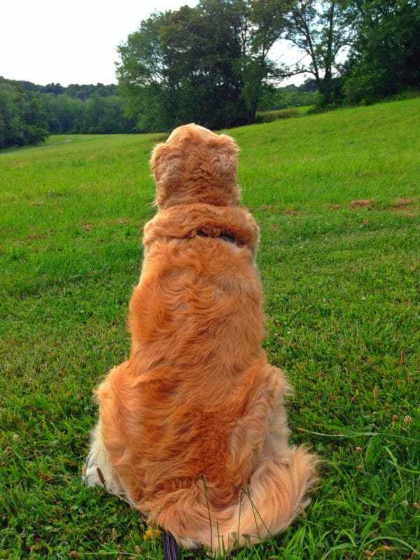 Einstein at the park