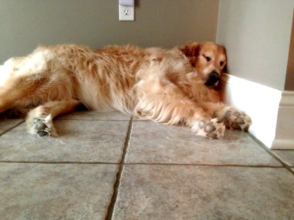 Einstein grumpy old man nap