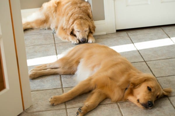 Einstein & Duke - Home Sweet Home