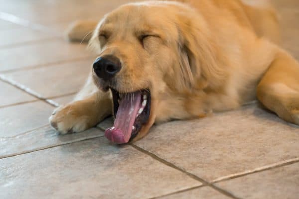 Duke under the weather