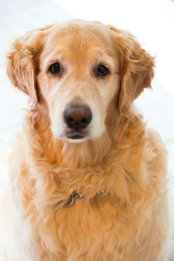 Einstein a la Glamour Shots