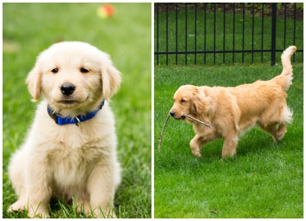 Duke - 1 year later!