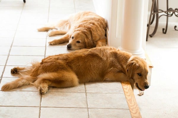 Duke and Einstein lounging