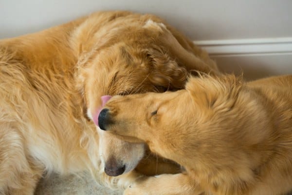 Duke giving Einstein a bath