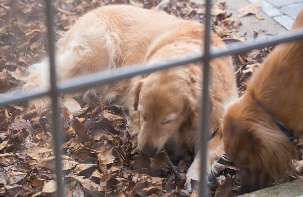Einstein playing in the leaves!