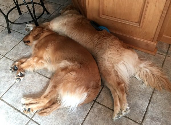 Duke and Einstein - Snuggle buddies