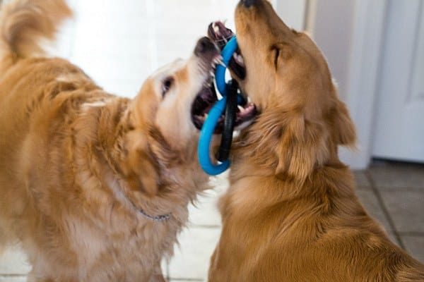 Einstein and Duke playing tug of war with their favorite toy