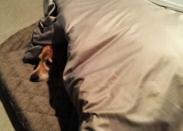 Einstein in his blanket fort... | browneyedbaker.com