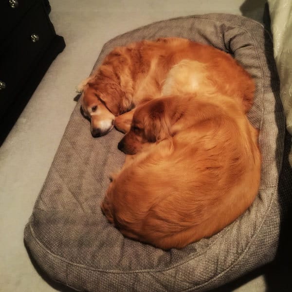 Einstein and Duke bedtime | browneyedbaker.com