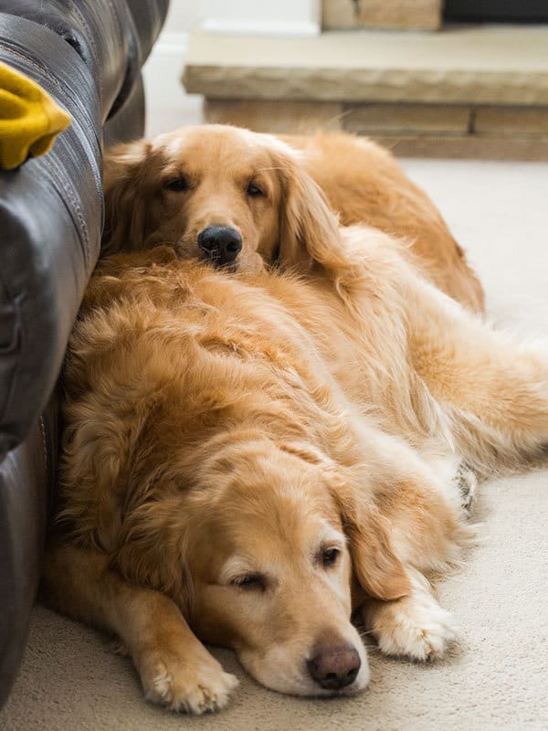 Einstein & Duke - January 7, 2015