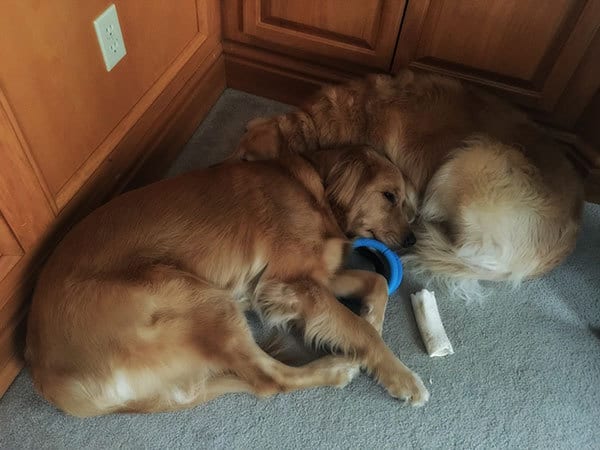 Einstein and Duke recovering from the holidays