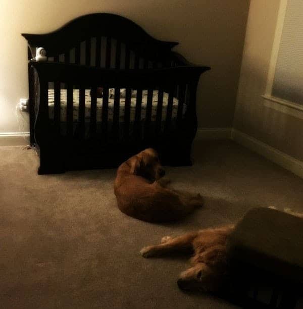 Einstein and Duke in the nursery