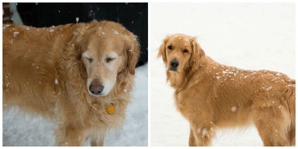 duke-einstein-snow-2015.01.30