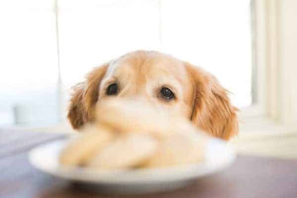 Frozen Peanut Butter-Yogurt Dog Treats for Einstein's 8th Birthday! | browneyedbaker.com