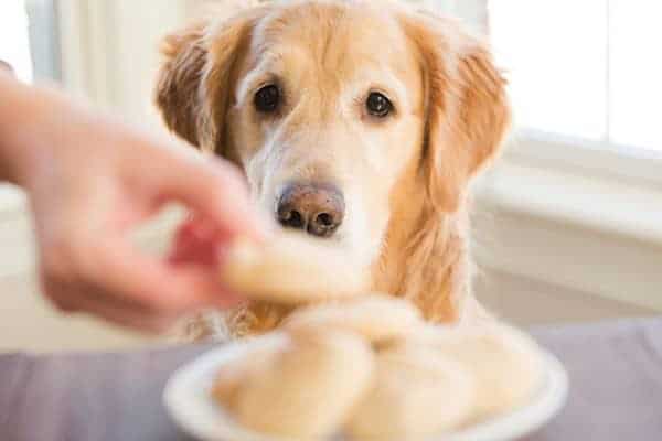Frozen Peanut Butter-Yogurt Dog Treats for Einstein's 8th Birthday! | browneyedbaker.com