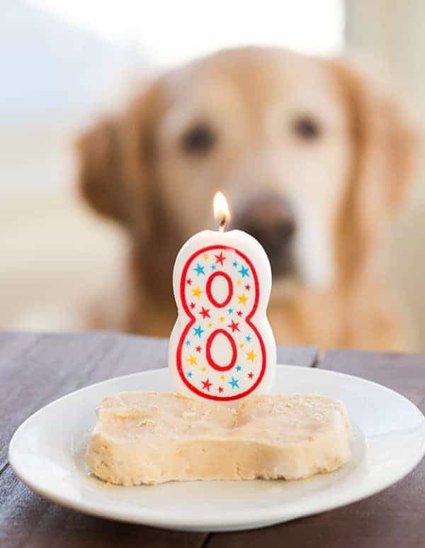 Frozen Peanut Butter-Yogurt Dog Treats for Einstein's 8th Birthday! | browneyedbaker.com