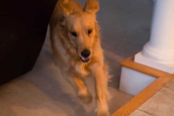 Duke running laps | browneyedbaker.com