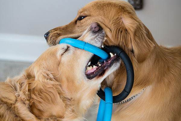 Duke & Einstein playing with their rings | browneyedbaker.com