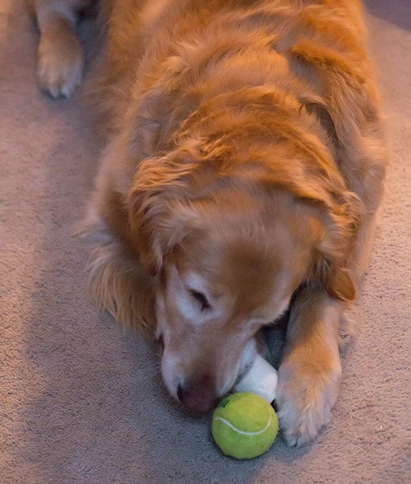 Einstein hoarding toys! | browneyedbaker.com