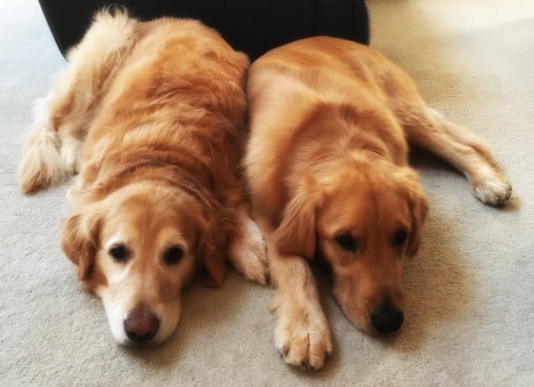 Einstein and Duke! | browneyedbaker.com