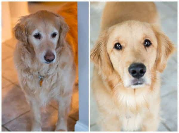 Einstein and Duke - April 2015