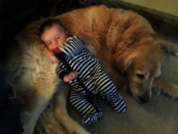 Joseph and Einstein | browneyedbaker.com