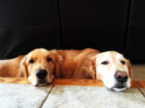 Duke & Einstein hanging out | browneyedbaker.com