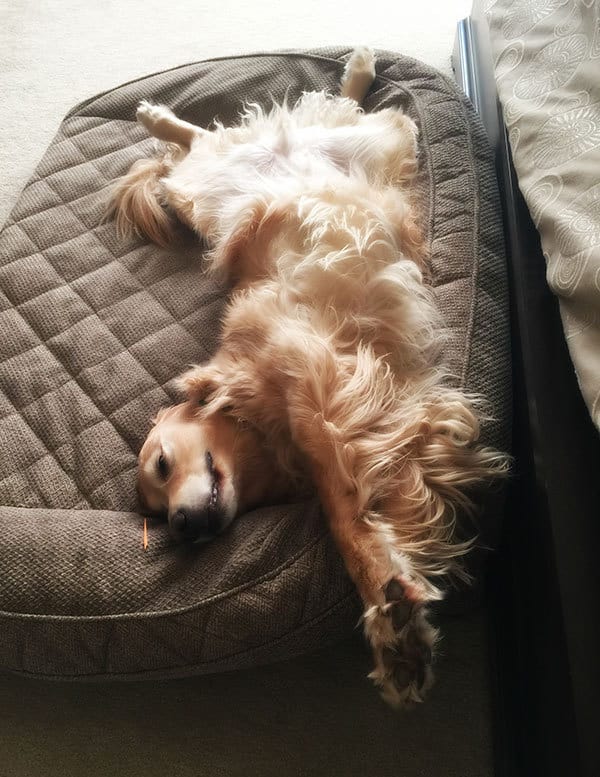 Einstein enjoying the morning