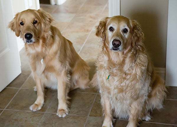 Duke & Einstein - 6/4/2015 | browneyedbaker.com