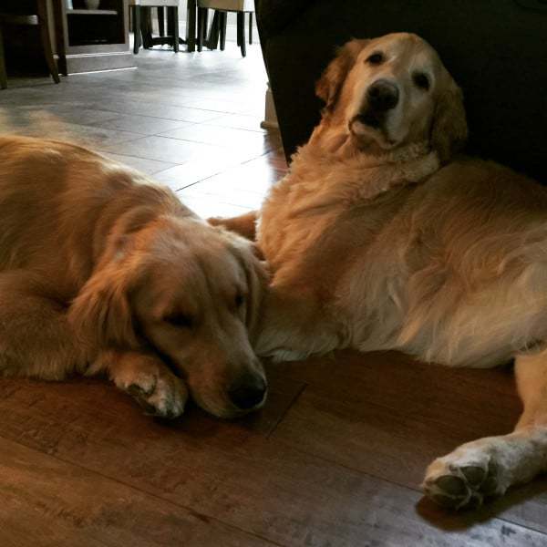 Duke and Einstein - freshly groomed! | browneyedbaker.com