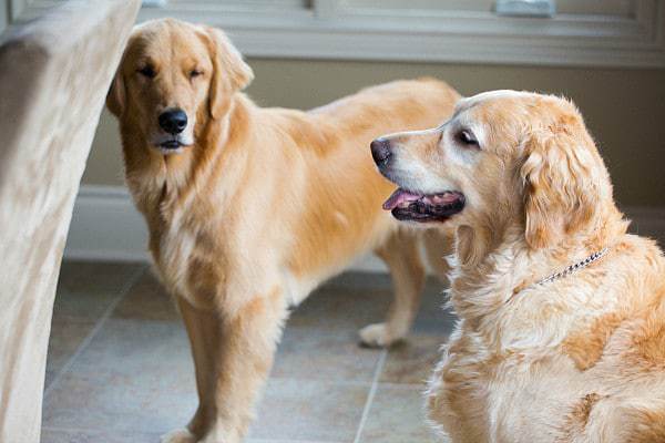 Homemade Grain-Free Dog Treats | browneyedbaker.com