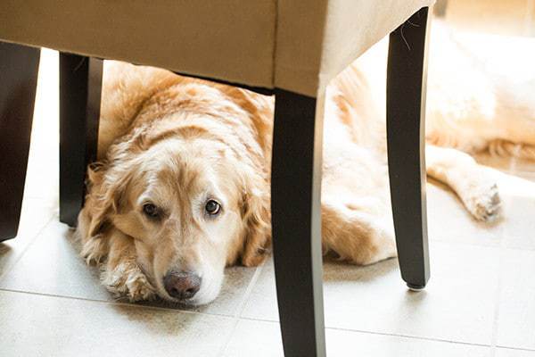 Einstein is the king of relaxation! | browneyedbaker.com