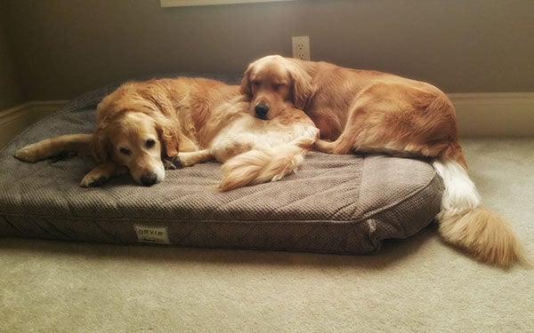 Einstein and Duke morning snuggles | browneyedbaker.com