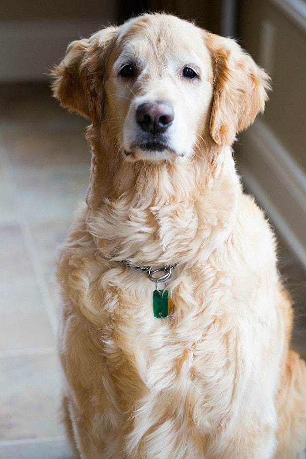 Einstein begging! | browneyedbaker.com