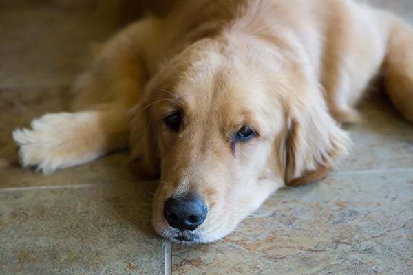 Duke! | browneyedbaker.com