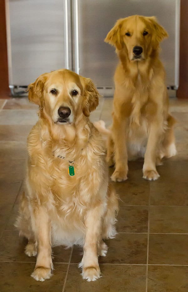 Einstein & Duke - Such good little soldiers! | browneyedbaker.com