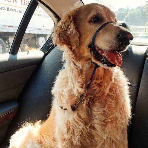 Einstein enjoying a ride to the vet | browneyedbaker.com