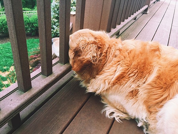 Einstein enjoying the deck | browneyedbaker.com