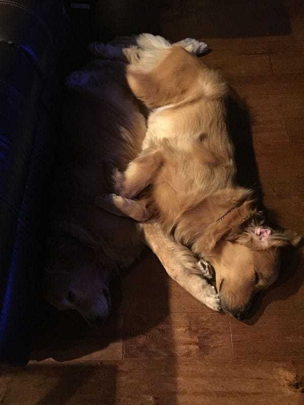 Einstein and Duke snuggled up | browneyedbaker.com