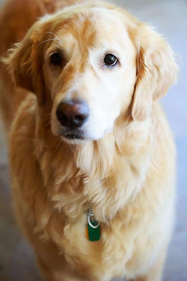 Einstein freshly groomed and looking fluffy!