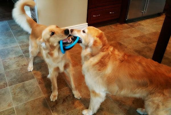 Duke and Einstein playing tug of war with their rings