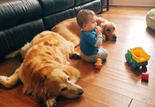 Joseph playing with Einstein & Duke keeping an eye on him