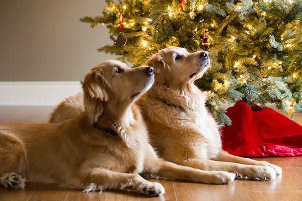 Einstein and Duke under the Christmas tree!