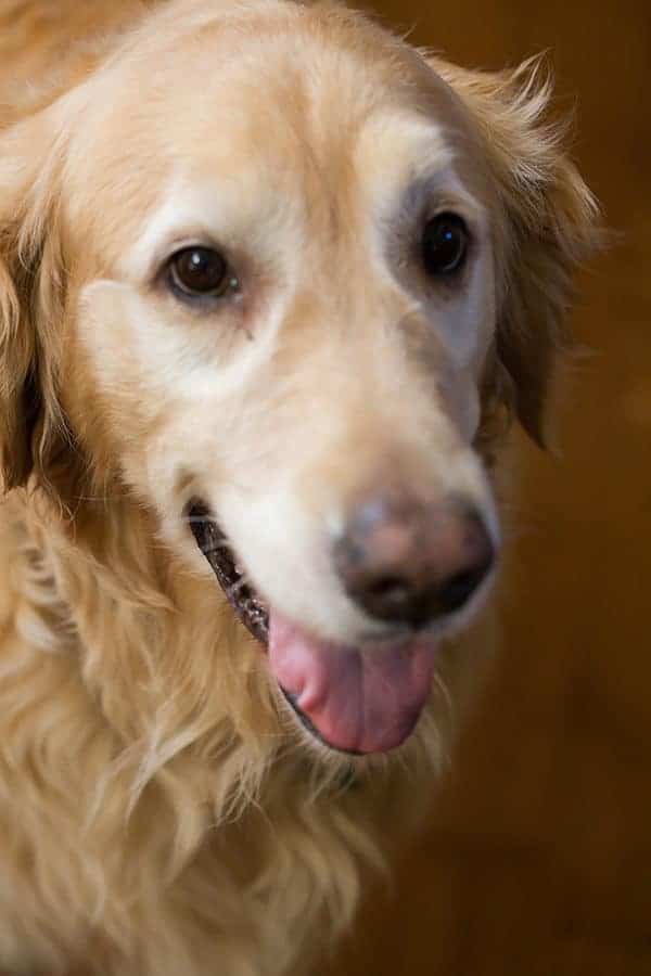 Einstein! | browneyedbaker.com