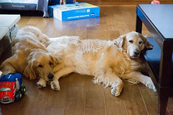 Duke and Einstein trying to recover from Joseph's birthday party | browneyedbaker.com