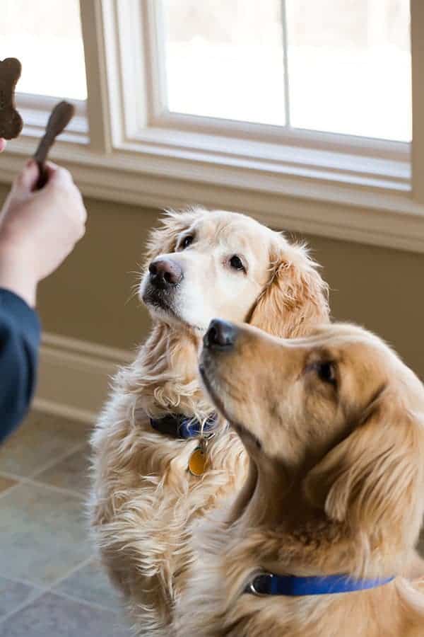 Mint-Buckwheat Homemade Dog Treats for Einstein's 9th Birthday! | browneyedbaker.com