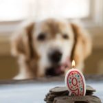 Mint-Buckwheat Homemade Dog Treats for Einstein's 9th Birthday! | browneyedbaker.com
